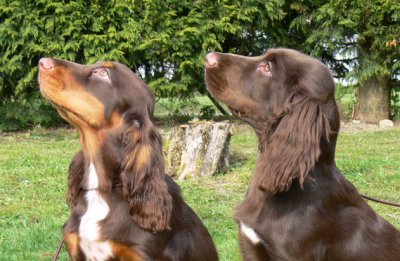 Puppy Groupings