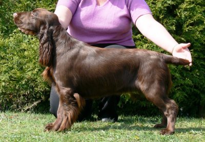 USA open show 2007091.JPG