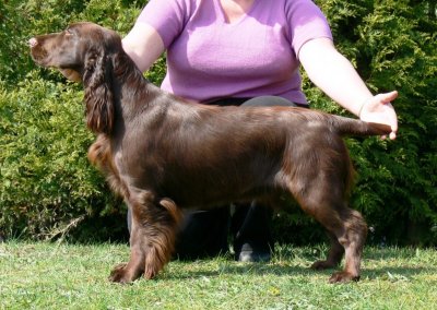 USA open show 2007096.JPG
