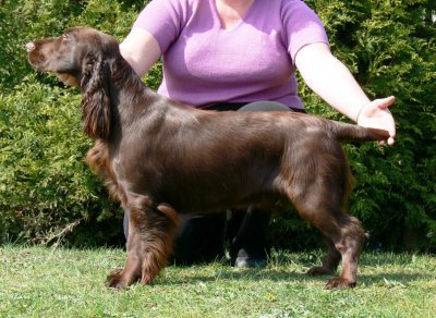 USA open show 2007097.JPG