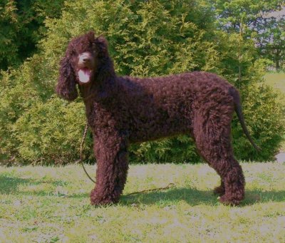 USA open show 2007120.JPG