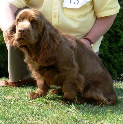 USA open show 2007144.JPG