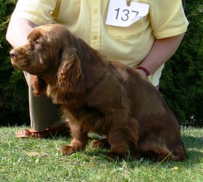 USA open show 2007146.JPG