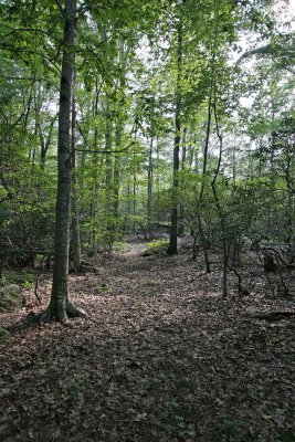 11_MagicForest_6926.jpg