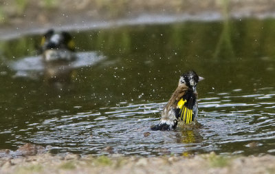 Goldfinch