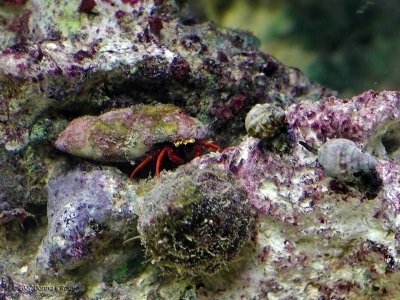 Scarlett Reef Hermit Crab, Trochus, and Nassarius Snails