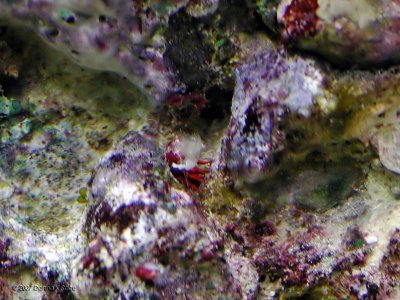 Scarlett Reef Hermit Crab - Molt
