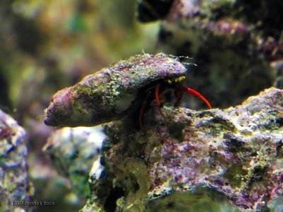 Scarlett Reef Hermit Crab