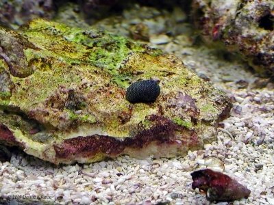 Nerite Snail  & Scarlett Reef Hermit Crab