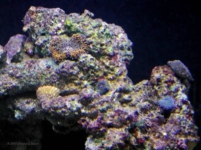 Ricordea on the reef