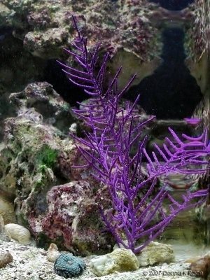 Purple Feather Gorgonia