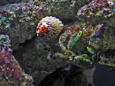 Emerald Mithrax Crab & Astrea Snail