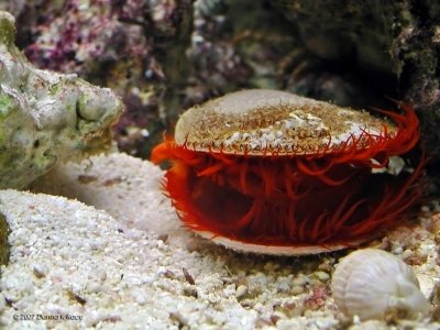 Red Flame Scallop