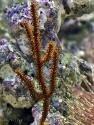 Spiny Orange Sea Rod-Closeup