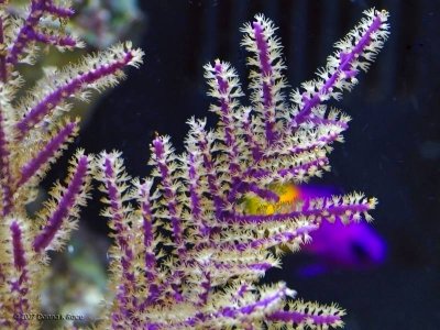 Purple Feather Gorgonia-Closeup of Open Polyps