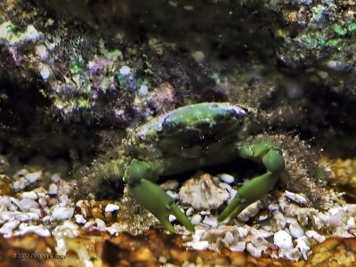 Emerald Mithrax Crab