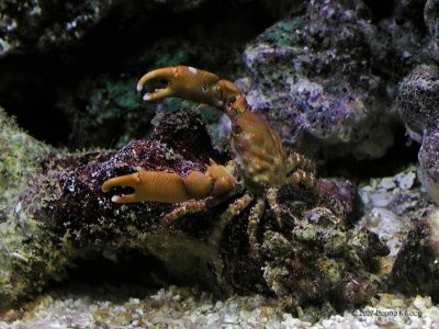 Red Mithrax Crab