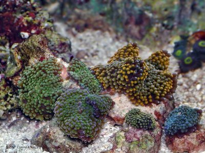 Nanoreef - Corals and Miscellaneous Invertebrates
