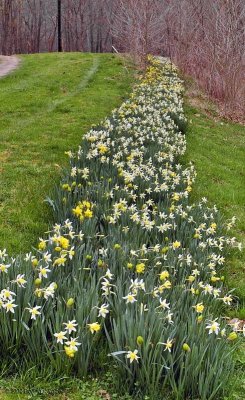 Historic Daffodils ~ WV ~ 2007