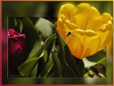 Tulips & Syrphid Fly