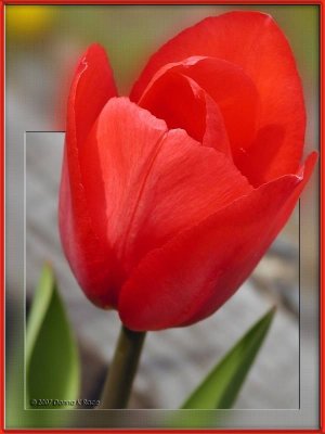 Lone surviving Red Tulip