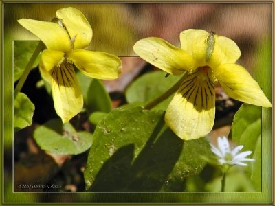 Downy Yellow Violets