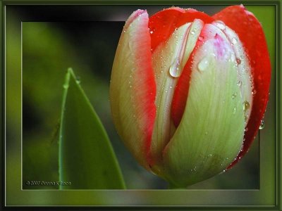 Late blooming Tulip