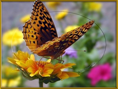 Great Spangled Fritillary Butterfly