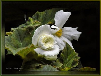 White Begonias