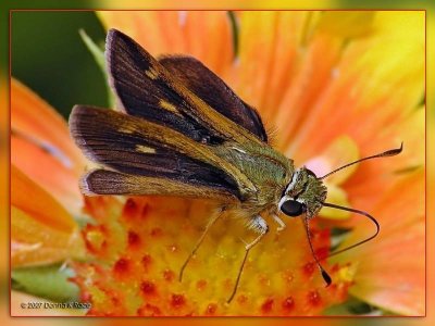 Northern Broken-Dash Butterfly