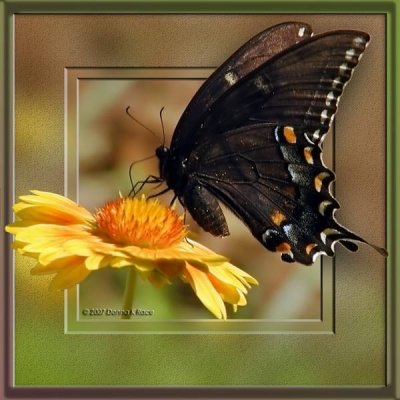 Eastern Tiger Swallowtail-female