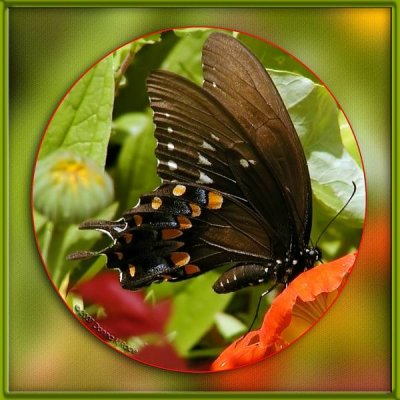 Spicebush Swallowtail Butterfly