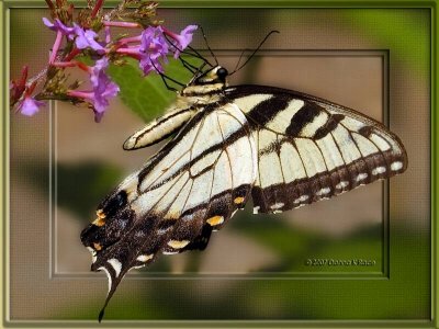 Eastern Tiger Swallowtail-Male
