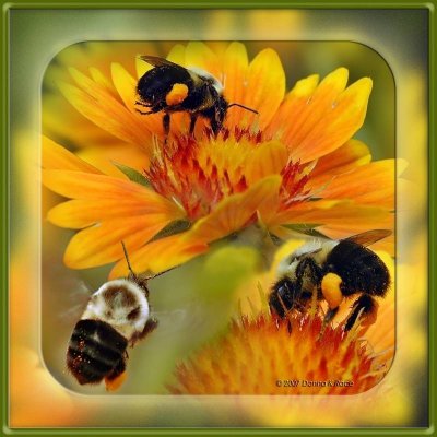 Bumble Bee Composite