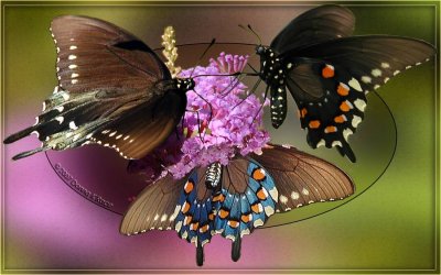 Pipevine Swallowtail Composite