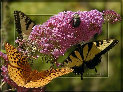 Great Spangled Fritillary, Easter Tiger Swallowtails, Carpenter Bee