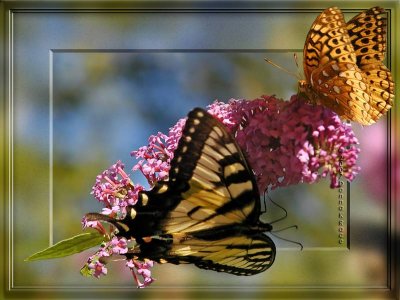 Eastern Tiger Swallowtail and Great Spangled Fritillary