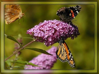 Great Spangled Fritillary, Red Admiral, Monarch