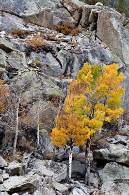 Tree and Sierra Granite-2