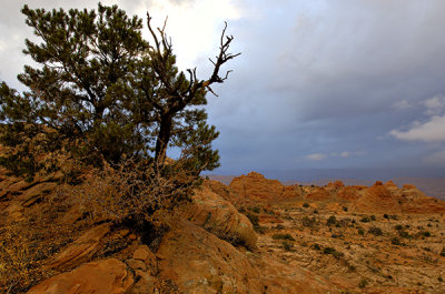 Pine Tree form and Red Rock