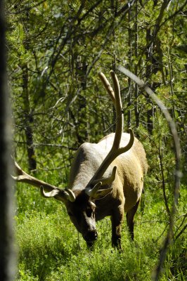 Elk Up Close