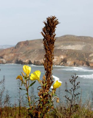 Mountain Flower