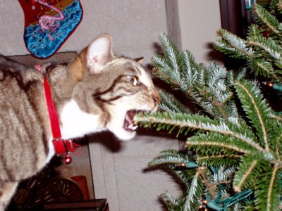 Romeo discovers the Christmas Tree