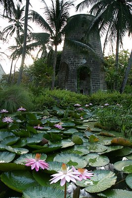 Lotus pond and the windmill tower