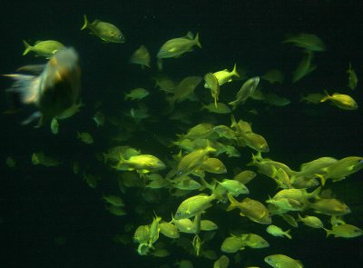 School of yellow fish