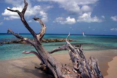 Drift wood on the beach, Barbados