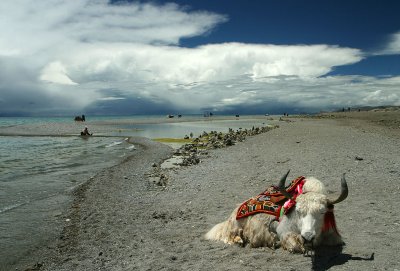 Yak rests next to the lake