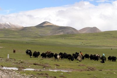 Nomads and their yaks.