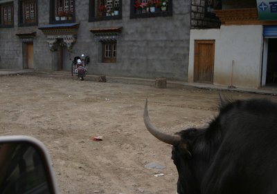 Our yak escort
