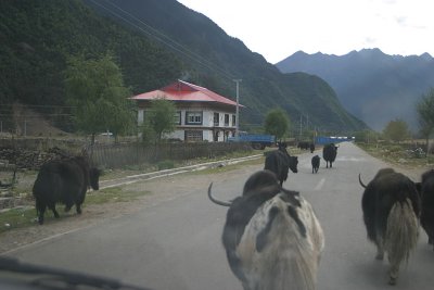 Traffic jam, Tibetan-style